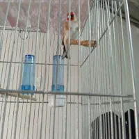 سهره نر جفتی نشون دار