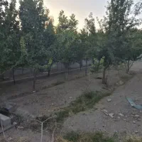 زمین-باغی-داخل-مجموعه