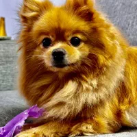 سگ پامر|سگ|مشهد, الهیه|دیوار