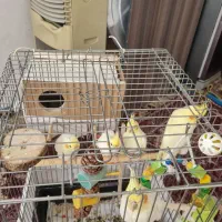 جوجه عروس هلندی|پرنده|محمدیه-قزوین, |دیوار