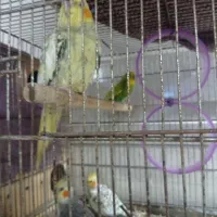 عروس هلندی|پرنده|قشم, |دیوار