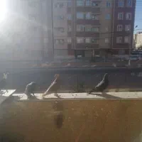 تعدادی پرنده مرغ عشق و...|پرنده|گلبهار, شهر جدید گلبهار|دیوار