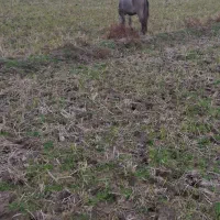 یک راس  قاطر|حیوانات مزرعه|چوبر, |دیوار