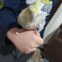 عروس هلندی دستی|پرنده|مشهد, خین عرب|دیوار