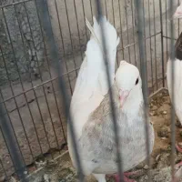 کبوتر پرش جفتگاهی|پرنده|نیشابور, شهید بهشتی|دیوار