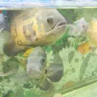 ماهی اسکار فروش یا معاوضه با کالر