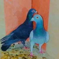 کبوتر|پرنده|زاهدان, |دیوار