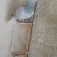 سبز کلاغ دم سفید
