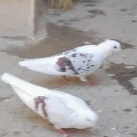 کبوتر|پرنده|بروجرد, |دیوار