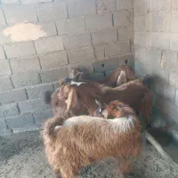 دورگ پاکستانی قیمت۵۰تومان|حیوانات مزرعه|انبارآلوم, |دیوار