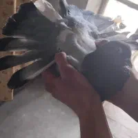 کبوتر عتیقه