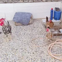 مرغ وخروس سراه خرمشهر عین دو دونی سیصدوپنجاه|حیوانات مزرعه|اهواز, عین ۲|دیوار