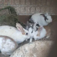 یک جفت خرگوش با 4عدد بچه