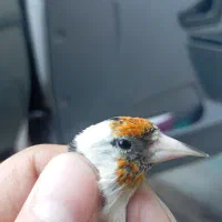 سهره کار داده