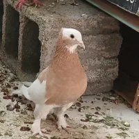 کبوتر سرور و سینه