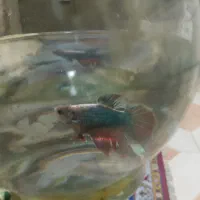 4 عدد ماهی فایتر دوتا شکم پر