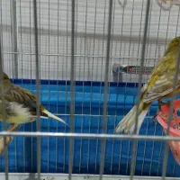 یک جفت قناری