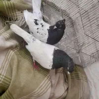 کبوتر جفت کله سیاه سر تخم