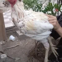 خروس لاری