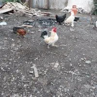 مرغ خروس مینیاتوری