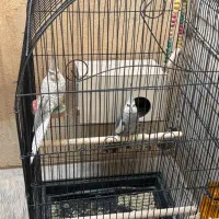 جفت مولد عروس هلندی