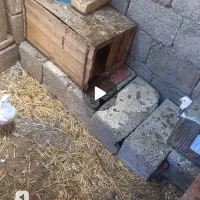 کبوتر دمبی خوشرنگ دورگ