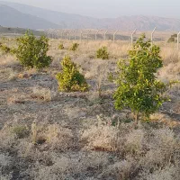 باغ1000-متری-3-ساله-600-تمن