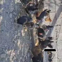 فروش مرغ و خروس