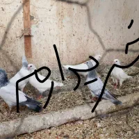 کبوتر پرنده|پرنده|شادگان, |دیوار