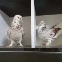 کبوتر فشن فری زینتی مولد|پرنده|تهران, سلسبیل جنوبی|دیوار