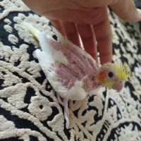 سرلاکی لوتینو چشم شرابی معاوضه