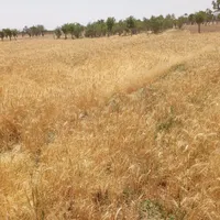 فروش ۱۹۳ متری در شهرک ولیعصر|فروش دفتر صنعتی، کشاورزی، تجاری|تربت‌حیدریه, شهرک ولیعصر|دیوار