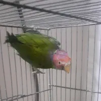 کوتوله اوپال و کله آلویی|پرنده|قم, پامنار|دیوار