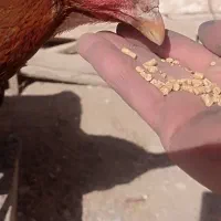 مرغ و خروس لاری