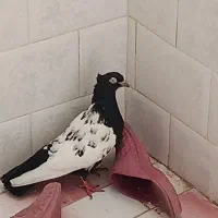 سینه سیاه کاکلی