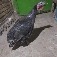 بوقلمون آماده تخمگذاری