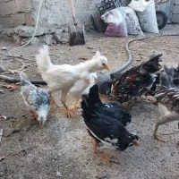 مرغ و خروس گلین و بوقلمون|حیوانات مزرعه|نمین, |دیوار