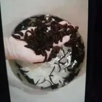 فروش زالوی طبی