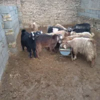 بزغاله بره بز