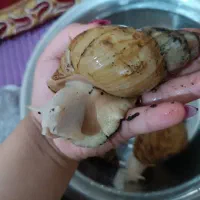 حلزون|خزنده|دزفول, |دیوار