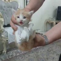 واگذاری گربه