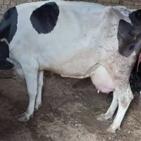فروش و خریدار انواع گاو گوساله افتاده