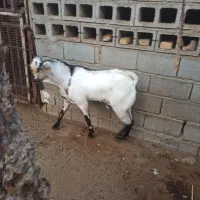 نرسومال|حیوانات مزرعه|بندرعباس, |دیوار