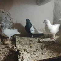 کبوتر رنگی صید|پرنده|چناران, |دیوار