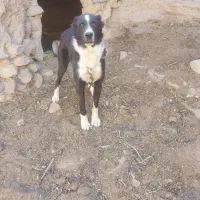 سگ افغان گلگی