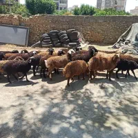 ذبح زنده در اپارتمان شما