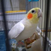 عروس هلندی|پرنده|کرج, شعبانآباد|دیوار