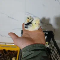 فروش جوجه مرغ بوقلمون اردک