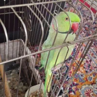 طوطی ملنگو دستی سخنگو|پرنده|مشهد, هفده شهریور|دیوار