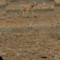 توله سگ پژدر